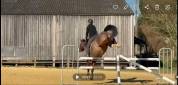 Jeune cheval 6 ans