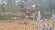 Jeune cheval 6 ans