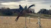 Jeune cheval 6 ans