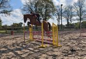 Top cheval de 5ans