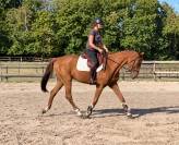 Top cheval de 5ans