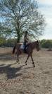 Top cheval de 5ans