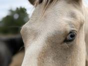 Poney male pie palomino 