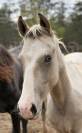 Poney male pie palomino 