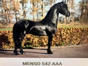 Puledro Frisone In vendita 2026 Nero ,  Menso 542