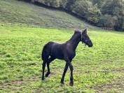 Puledro Frisone In vendita 2026 Nero ,  Menso 542
