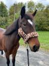 Super ponette club / loisir