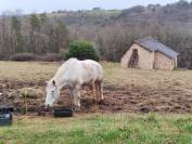 A vendre jument percheronne 