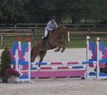 Hongre 6ans SF