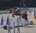 Hongre 6ans SF