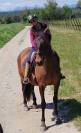 PRE hongre 4 ans 