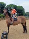 PRE hongre 4 ans 
