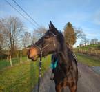 Superbe compagnonne de balade &agrave; vendre