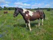 Cheval pour debutant