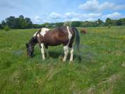 Cheval pour debutant