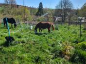 Poney de compagnie 