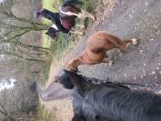 Poney de compagnie 