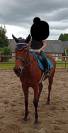 Jument au pair ou a vendre 