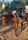 Jument au pair ou a vendre 