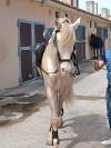 Espectacular Lusitano Cremello en Predoma &ndash; 1,65 m a la