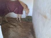 Espectacular Lusitano Cremello en Predoma &ndash; 1,65 m a la