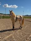 Espectacular Lusitano Cremello en Predoma &ndash; 1,65 m a la