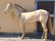 Espectacular Lusitano Cremello en Predoma &ndash; 1,65 m a la