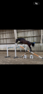 Cheval de 4 ans 