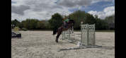Cheval de 4 ans 
