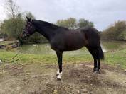 Cheval de 4 ans 