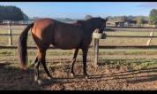Pouliche de 2 ans trotteuse 