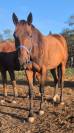 Pouliche de 2 ans trotteuse 