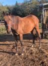 Pouliche de 2 ans trotteuse 