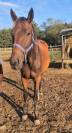 Pouliche de 2 ans trotteuse 