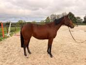 Jument pour loisirs 