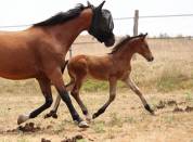 Poulain PFS par Very star kerveyer