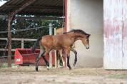 Poulain PFS par Very star kerveyer