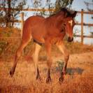 Poulain PFS par Very star kerveyer
