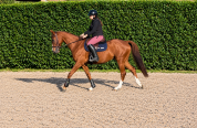 Adorable Hongre 5 ans 1.50 m alezan 