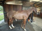 Adorable Hongre 5 ans 1.50 m alezan 
