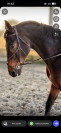 Gelding sBs Belgian Warmblood For sale 2018 Bay