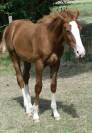 Foal SFO