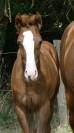 Foal SFO