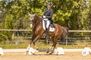 Ma&icirc;tre d&rsquo;&eacute;cole Cheval de dressage d&rsquo;exception 