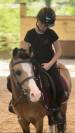 poney &agrave; louer ou &agrave; vendre