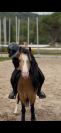 poney &agrave; louer ou &agrave; vendre