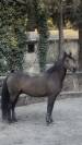Poney &agrave; louer ou &agrave; vendre 