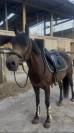 Poney &agrave; louer ou &agrave; vendre 