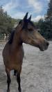 Poney &agrave; louer ou &agrave; vendre 