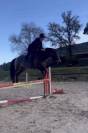 Poney &agrave; louer ou &agrave; vendre 